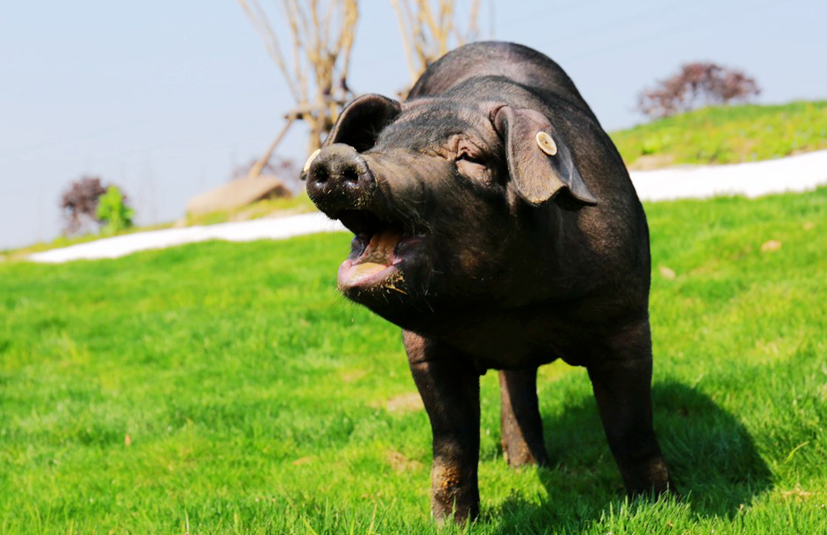 青蓮福利養(yǎng)殖摘得國際“金豬獎”殊榮！